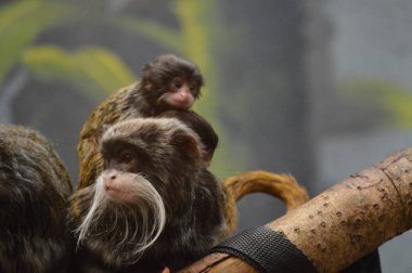Emperor Tamarin ve bebekler