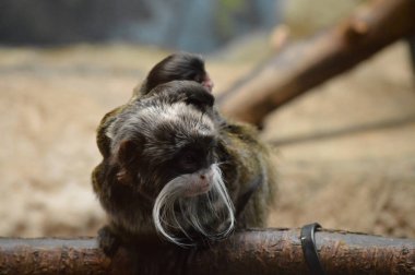 Emperor Tamarin ve bebekler