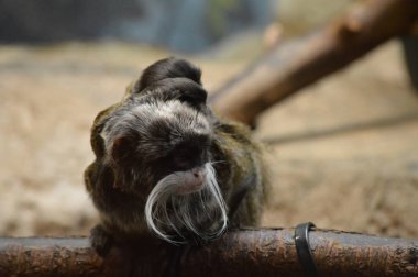 Emperor Tamarin ve bebekler