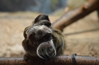 Emperor Tamarin ve bebekler