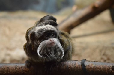 Emperor Tamarin ve bebekler