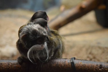 Emperor Tamarin ve bebekler