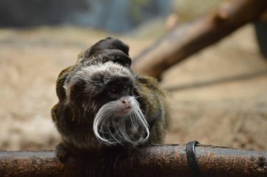 Emperor Tamarin ve bebekler