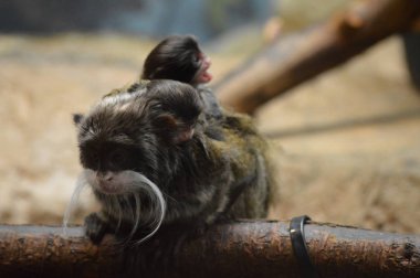 Emperor Tamarin ve bebekler