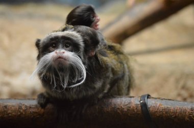 Emperor Tamarin ve bebekler