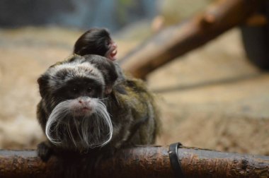 Emperor Tamarin ve bebekler