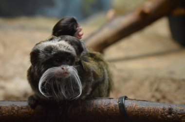 Emperor Tamarin ve bebekler