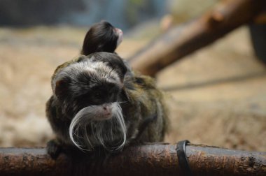 Emperor Tamarin ve bebekler