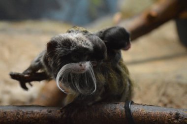 Emperor Tamarin ve bebekler