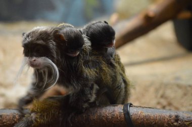 Emperor Tamarin ve bebekler