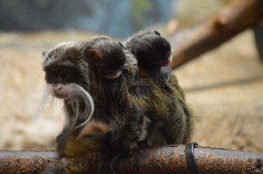 Emperor Tamarin ve bebekler