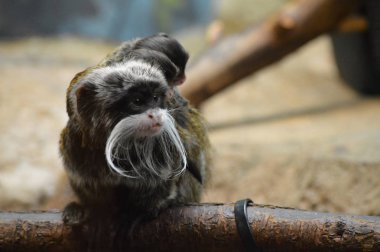 Emperor Tamarin ve bebekler