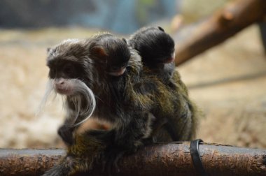 Emperor Tamarin ve bebekler