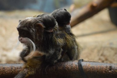 Emperor Tamarin ve bebekler