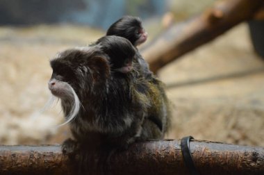 Emperor Tamarin ve bebekler