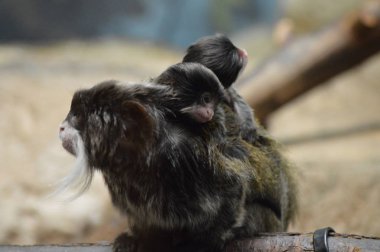 Emperor Tamarin ve bebekler