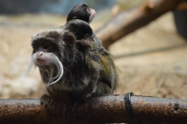 Emperor Tamarin ve bebekler