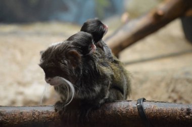 Emperor Tamarin ve bebekler