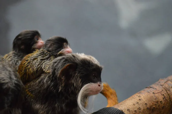 Kejsaren Tamarin och spädbarn — Stockfoto