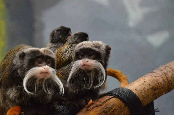 Emperor Tamarin ve bebekler