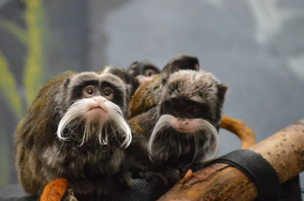 Kejsaren Tamarin och spädbarn — Stockfoto