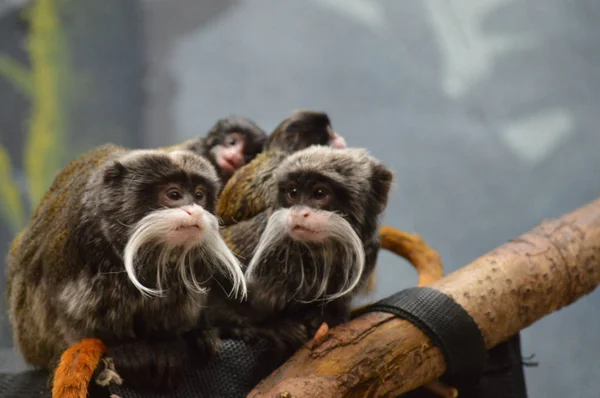 Emperador Tamarin y bebés — Foto de Stock