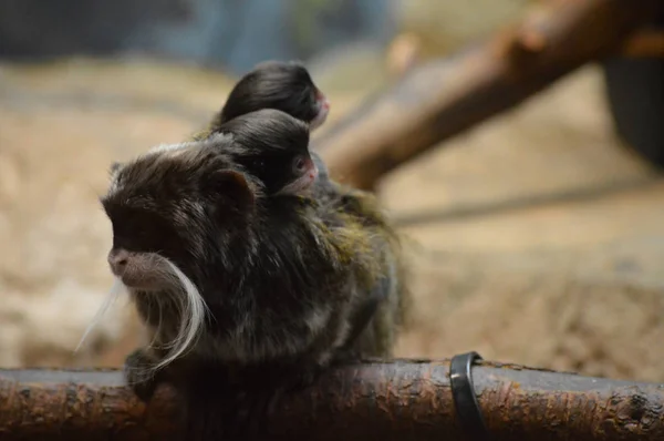 Kejsaren Tamarin och spädbarn — Stockfoto