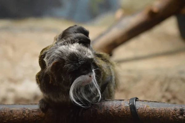 Kejsaren Tamarin och spädbarn — Stockfoto