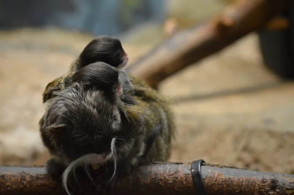 Emperador Tamarin y bebés — Foto de Stock