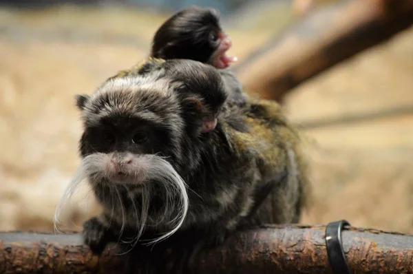 Emperador Tamarin y bebés — Foto de Stock