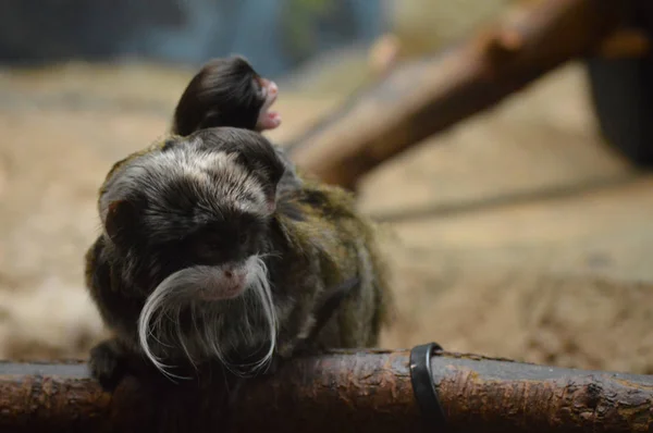 Emperador Tamarin y bebés — Foto de Stock