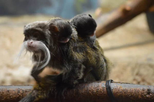 Emperador Tamarin y bebés — Foto de Stock