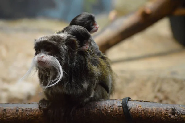 Keizer Tamarin en baby 's — Stockfoto