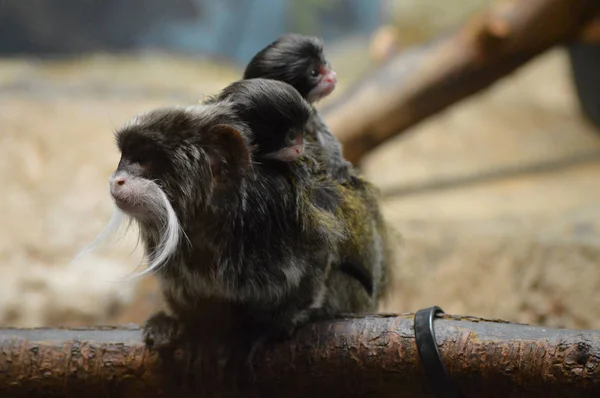 Emperador Tamarin y bebés — Foto de Stock