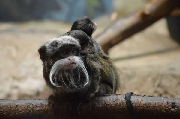 Kejsaren Tamarin och spädbarn — Stockfoto