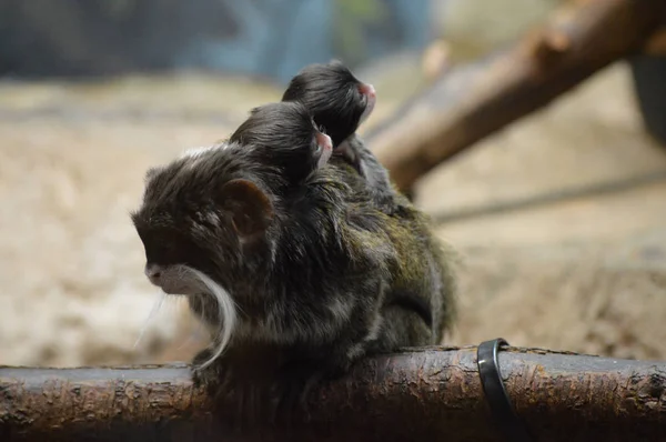 Kejsaren Tamarin och spädbarn — Stockfoto