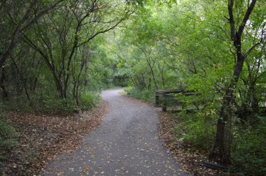 Kır çiçekleri ormanın içinde