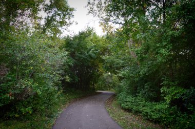 Kır çiçekleri ormanın içinde