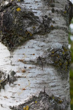 Kavak ağaç kabuğu