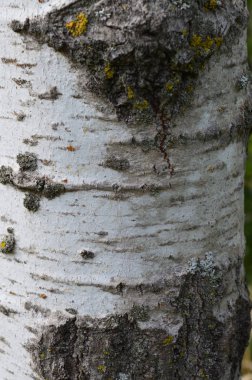 Kavak ağaç kabuğu