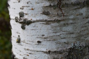 Kavak ağaç kabuğu