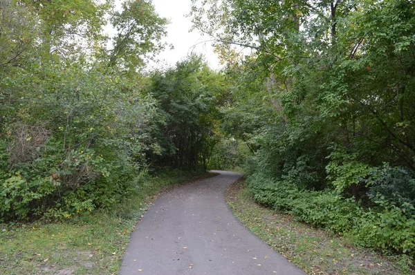 Kır çiçekleri ormanın içinde