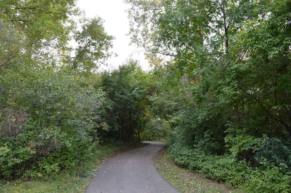 Kır çiçekleri ormanın içinde