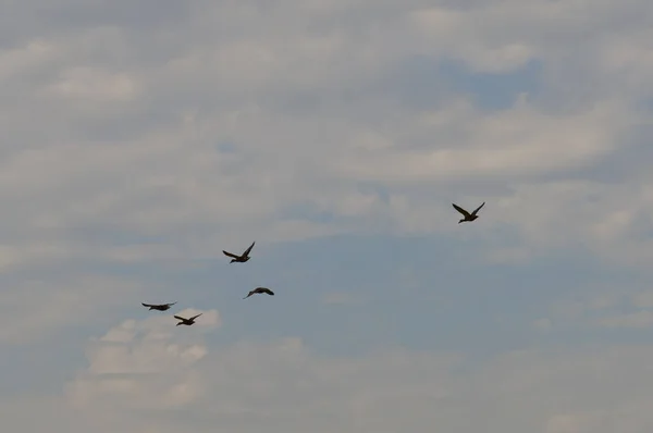 Groep van vliegende eenden — Stockfoto