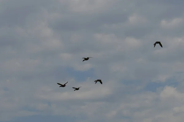 Gruppe fliegender Enten — Stockfoto