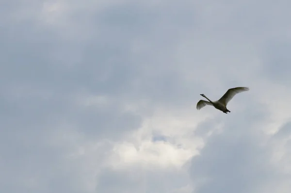 Ein fliegender Schwan — Stockfoto