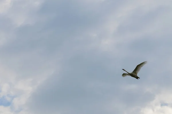 Летающий лебедь — стоковое фото