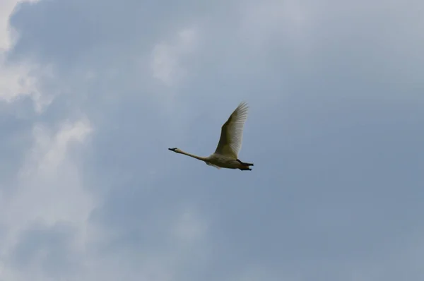 Ein fliegender Schwan — Stockfoto