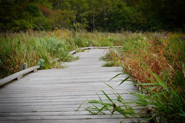 Boardwalk in the wetland — Stock Photo, Image
