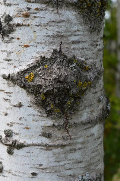 Corteza de árbol de Aspen — Foto de Stock